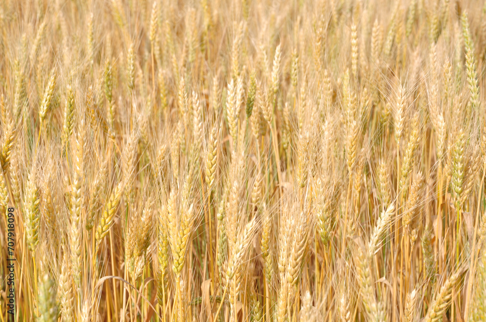 Wheat field. Agriculture. Ripe wheat on the field.