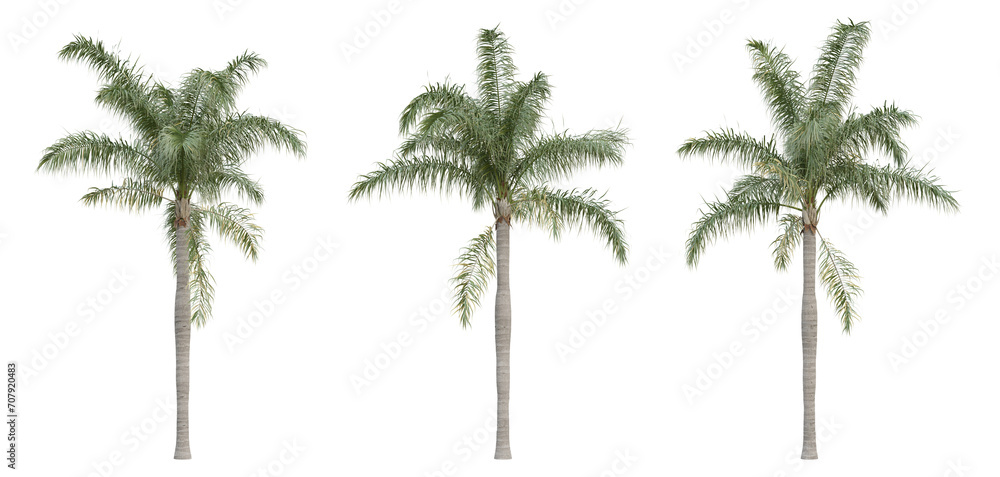 Syagrus romanzoffiana palm tree on transparent background, png plant, 3d render illustration. - obrazy, fototapety, plakaty 
