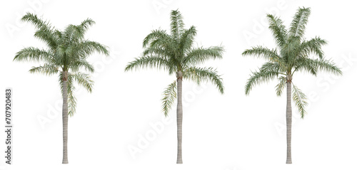 Syagrus romanzoffiana palm tree on transparent background, png plant, 3d render illustration.