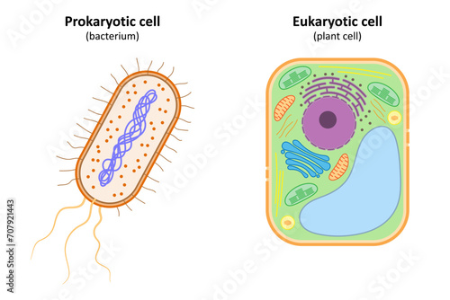 Prokaryotic cell (bacterium) and Eukaryotic cell (plant cell). 