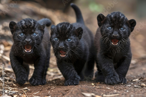 The whimsical glee of Panther cubs in a moment of pure joy © Veniamin Kraskov