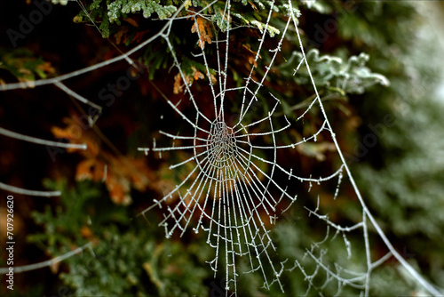 closeup photo of frozen cobweb on a frosty day