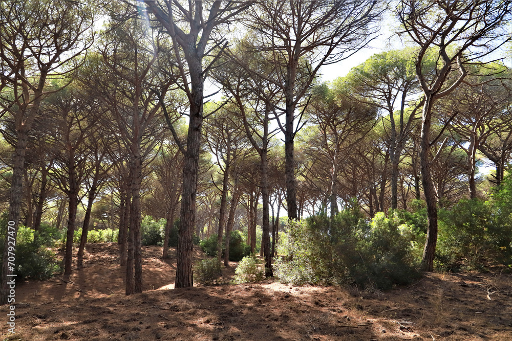 Fototapeta premium typical maritime pine forest in Tuscany - nature reserve