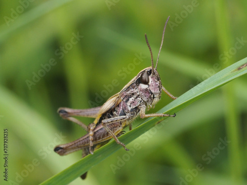 Grasshopper on the grass, close-up of photo