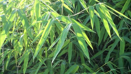 Bamboo Leaves. Bambusa tulda, or Indian timber bamboo, is considered to be one of the most useful of bamboo species. photo