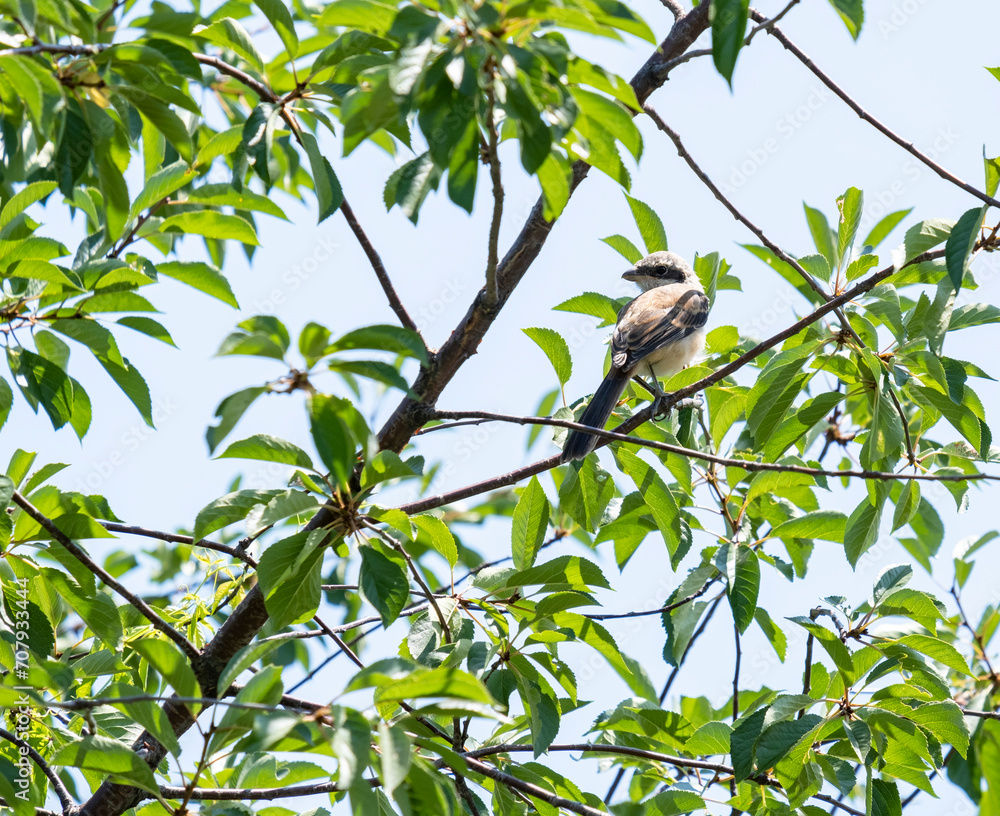 Obraz premium A shrike on the green branches of a tree.