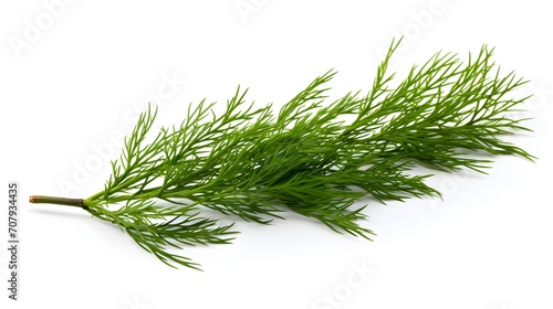 Closeup of green twig of thuja the cypress family on white background

