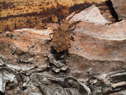 a kind of insects named stinkbug on the bark of a tree