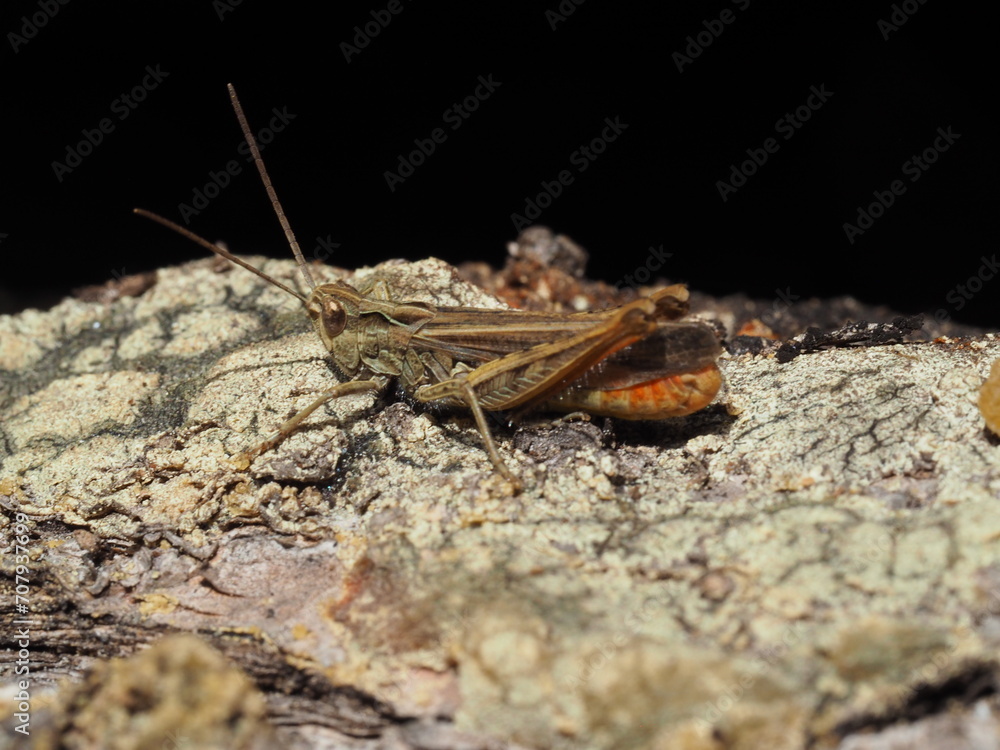 Image of grasshopper on tree bark. Insect Animal. Black background. Image of grasshopper on tree bark. Insect Animal. Black background.