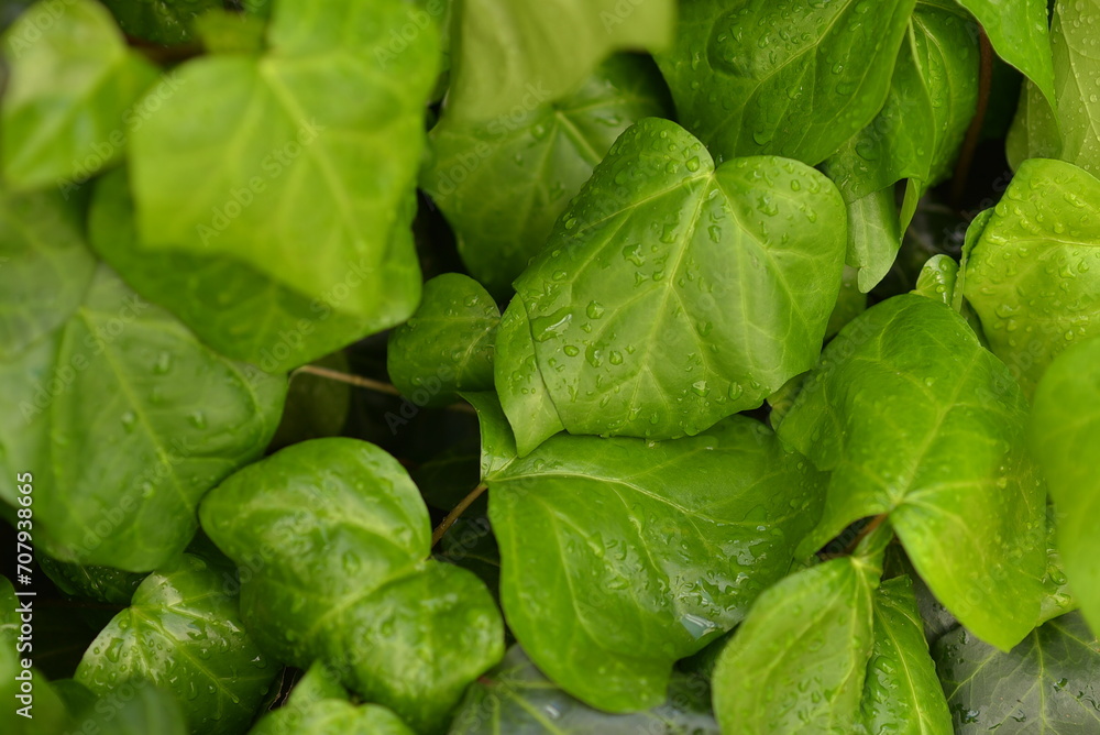 leaves in the garden leaves in the garden
