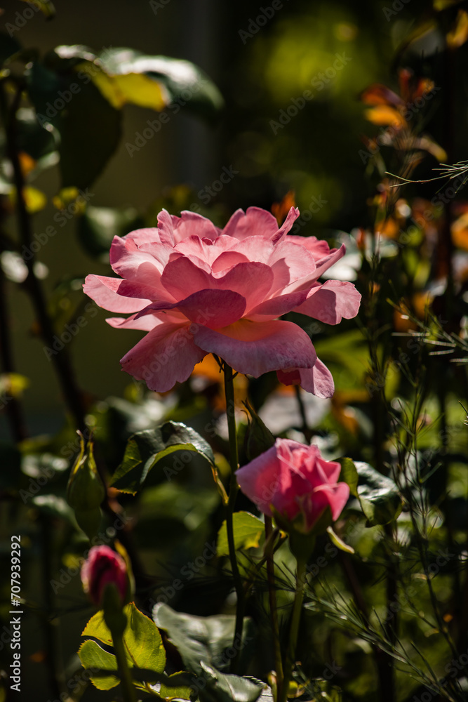 blooming rose blooming rose