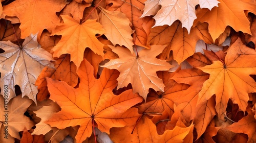 Fallen maple leaves covered with frost. Nature background.