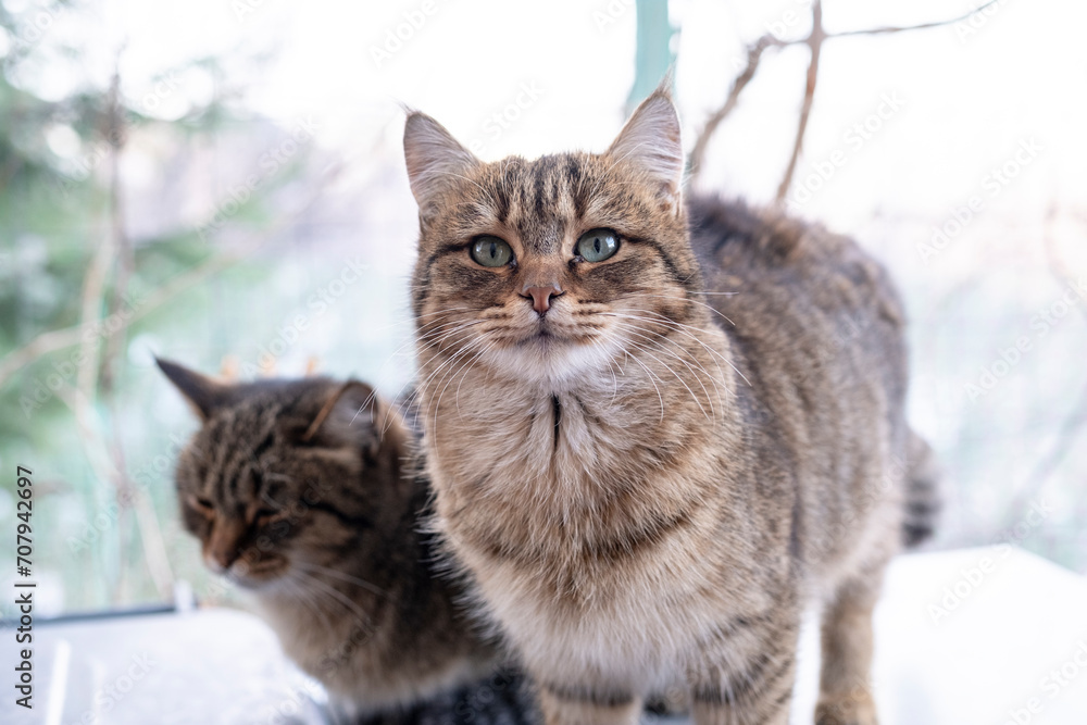 Portrait of a homeless cat, two cats are sitting next to each other