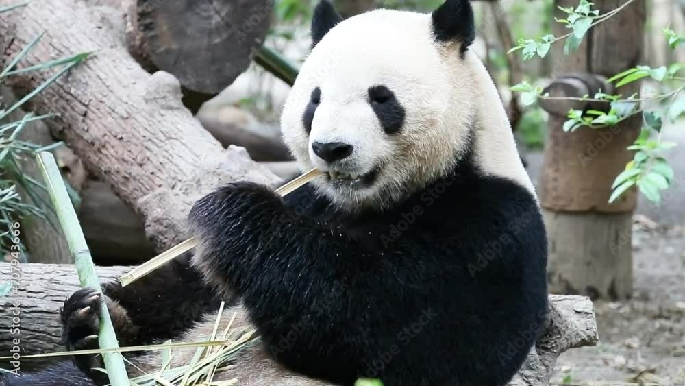 Close up giant panda in Chengdu, China Close up giant panda in Chengdu, China
