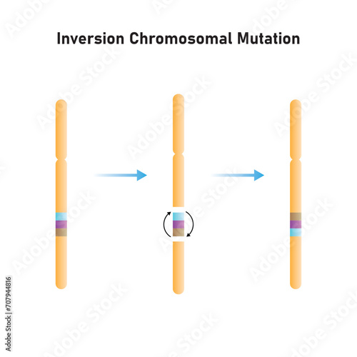 Inversion Chromosomal Mutation Scientific Design. Vector Illustration.