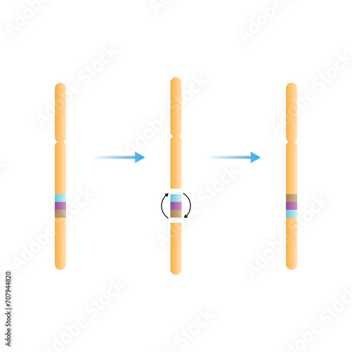 Inversion Chromosomal Mutation Scientific Design. Vector Illustration.