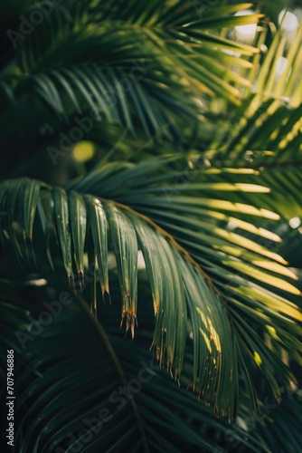 A detailed view of a palm leaf with a blurred background. Can be used for nature-themed designs and tropical concepts