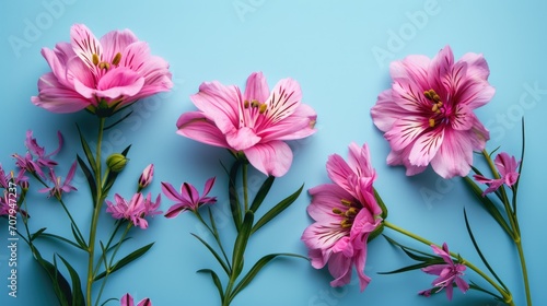 Pink flowers arranged on a blue surface. Ideal for adding a pop of color to any project