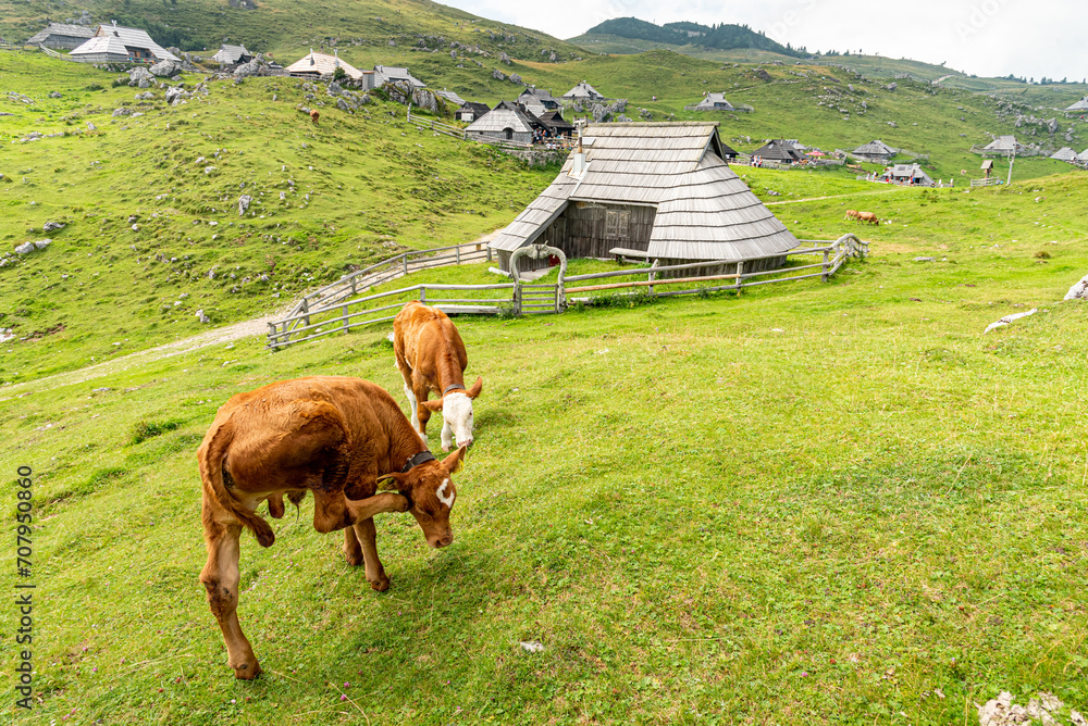 Landscape of Slovenia. Two calves stand in front of a fence and a ...