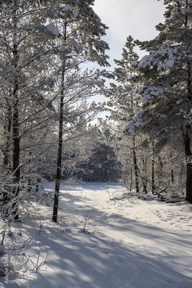 Fototapeta premium a winter landscape with snow-covered trees and the sun
