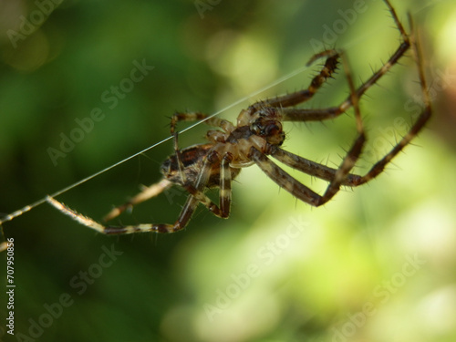 spider on the web in the forest, closeup of photo
