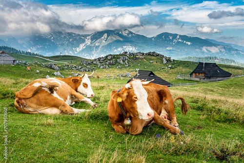 Landscape of Slovenia. Two cows are lying in the grass on a meadow in Velika Planina. photo