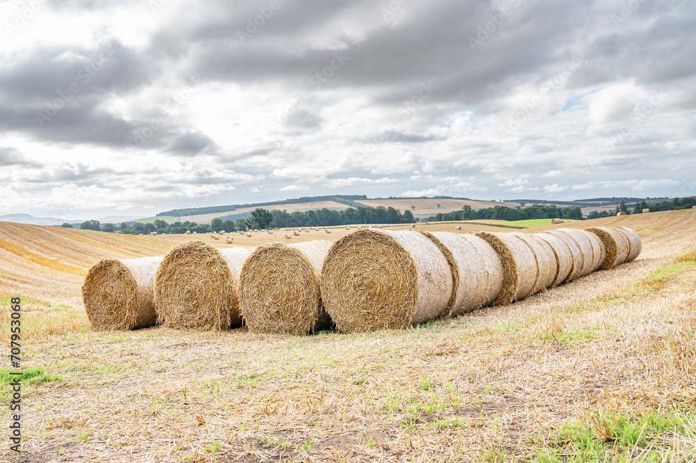 Hay bales lined up after the harvest in the UK