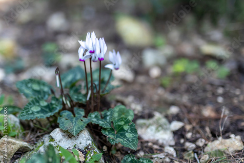 pale pink cyclamens in the Israeli national park in January