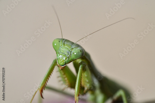 Praying Mantis © thom_morris