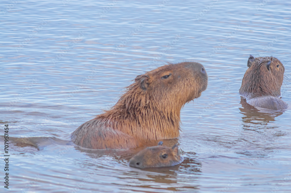 Fototapeta premium Capybaras in a pond with a chick petting its mother, Hydrochoerus hydrochaeris, daylight