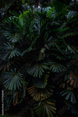 Tropical palms featuring dark green leaves captured in a close-up  showcasing their large foliage.