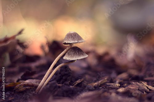 Paddestoelen