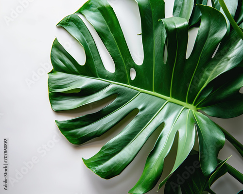 close up of a leaf