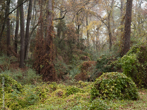 A subtropical winter woodland of greens and browns.