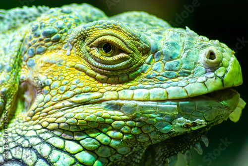 La cabeza y la cara de una iguana verde o americana recluida en un zool  gico de Vigo