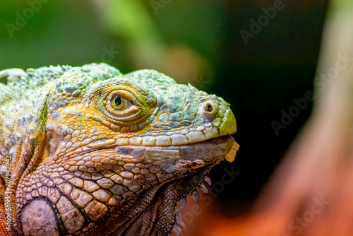 La cabeza y la cara de una iguana verde o americana recluida en un zool  gico de Vigo