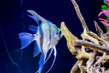 Primer plano de un pez ornamental de acuario Scalaria o pez ángel Pterophyllum escalare
