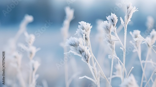 Plant covered with frost  hoarfrost or rime in winter morning  natural background Plant covered with frost  hoarfrost or rime in winter morning  natural background