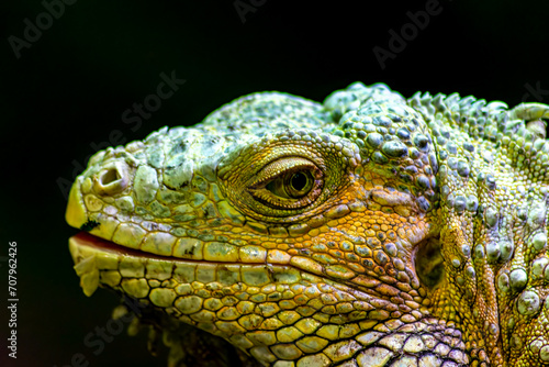 La cabeza y la cara de una iguana verde o americana recluida en un zoológico de Vigo