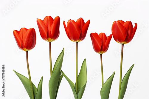 photography of some red tulip flowers on a white background, in the style of playful compositions created with Generative Ai