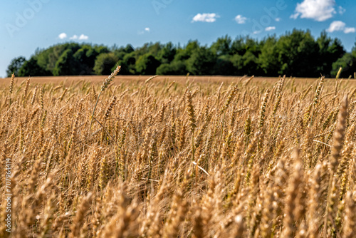 grain on a field in Europe