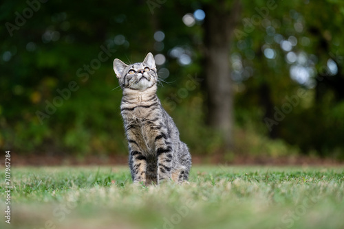 Fototapeta Naklejka Na Ścianę i Meble -  Portrait of cute tabby kitten