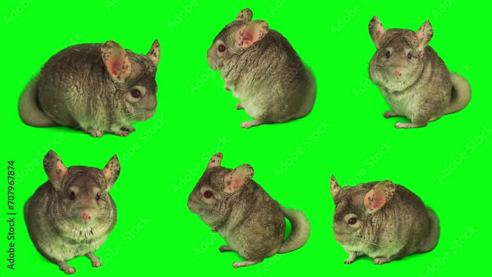 chinchilla set isolated on green background screen chinchilla set isolated on green background screen