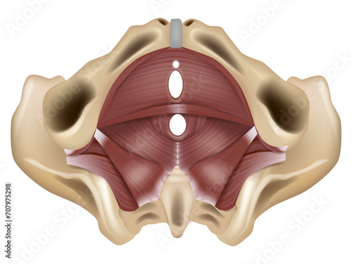 Anatomy of the pelvic floor or pelvic diaphragm. Muscles of the pelvic floor.  photo