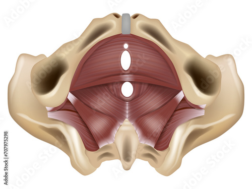 Anatomy of the pelvic floor or pelvic diaphragm. Muscles of the pelvic floor. 
