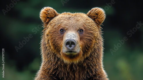 brown bear portrait photo
