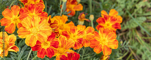 Orange and yellow marigolds flowers in vegetable garden