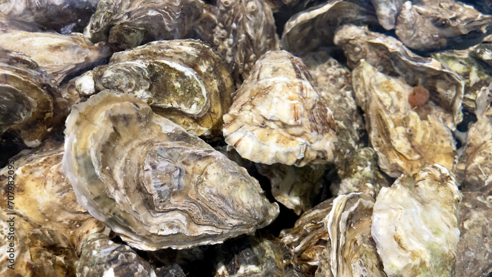 Close-up of fresh oysters in an aquarium with clear water. Live seafood before cooking. Shellfish for cooking. Family of marine bivalve mollusks. Close-up of fresh oysters in an aquarium with clear water. Live seafood before cooking. Shellfish for cooking. Family of marine bivalve mollusks.