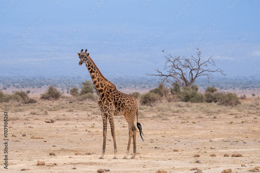 Obraz premium Magnificent giraffe gracefully stands in a vast desert landscape