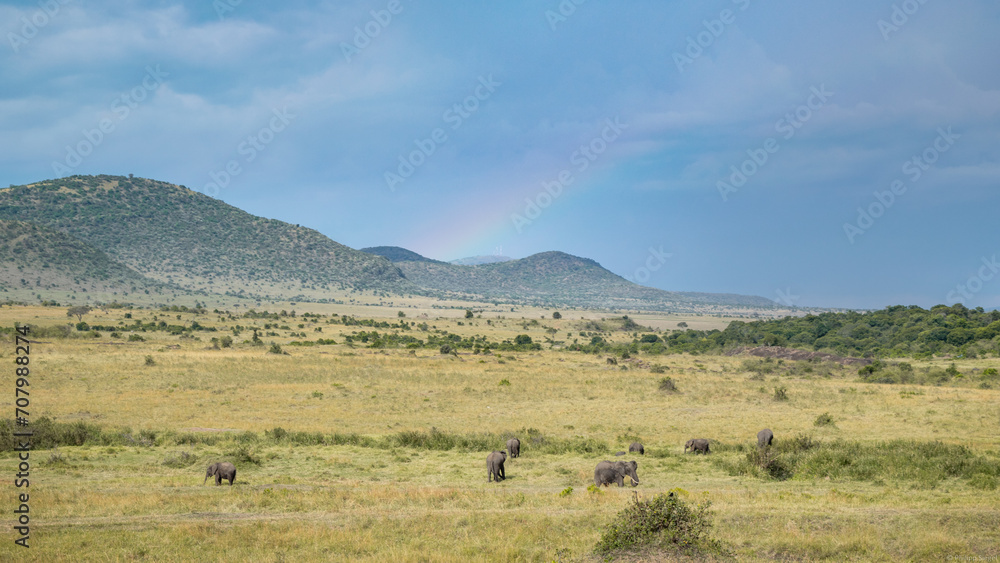 Elephants gracefully stride through a vibrant, verdant field in the heart of Africa